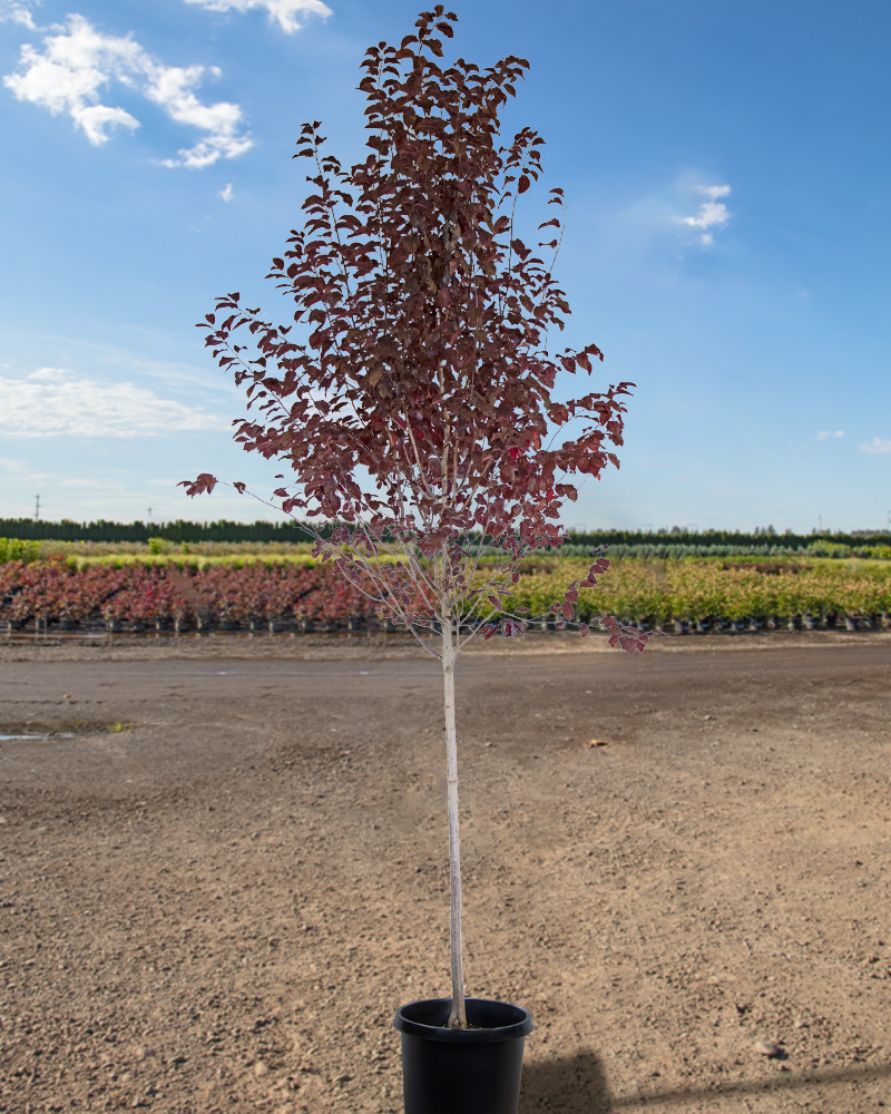 Krauter Vesuvius Plum #15<br><i>Prunus cerasifera Krauter Vesuvius</br></i>