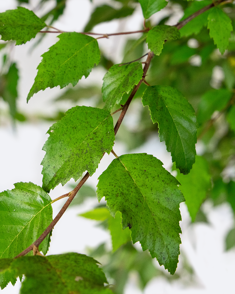 Dura Heat River Birch<br><i>Betula nigra Dura Heat</br></i>