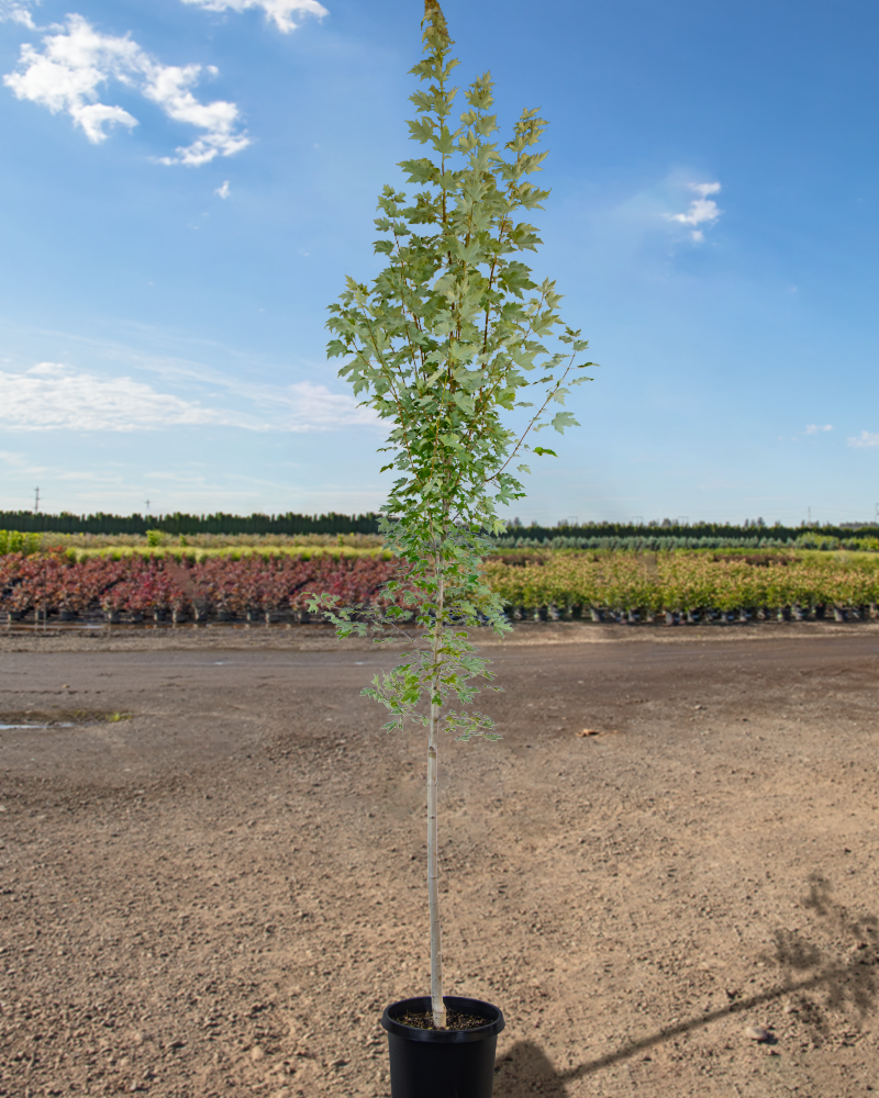 Armstrong Maple #15<br><i>Acer x freemanii Armstrong</br></i>