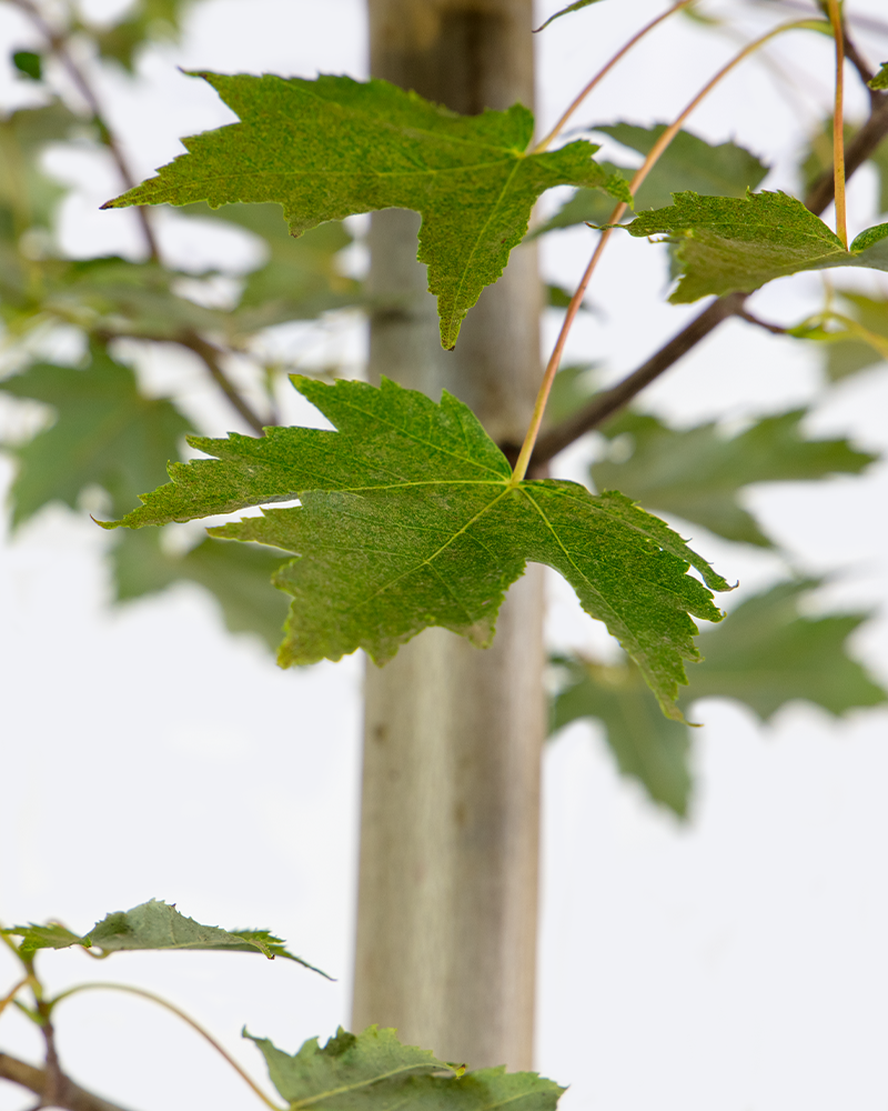 Armstrong Maple #15<br><i>Acer x freemanii Armstrong</br></i>