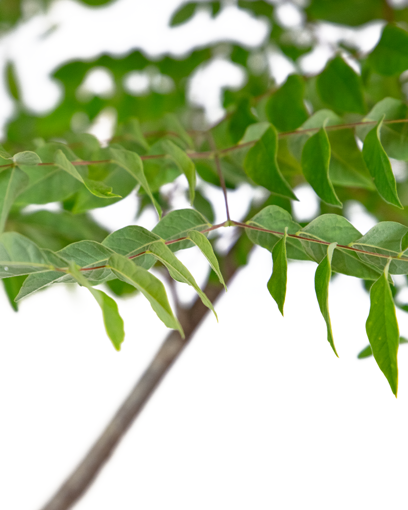 Kentucky Coffeetree #15<br><i>Gymnocladus dioicus</br></i>