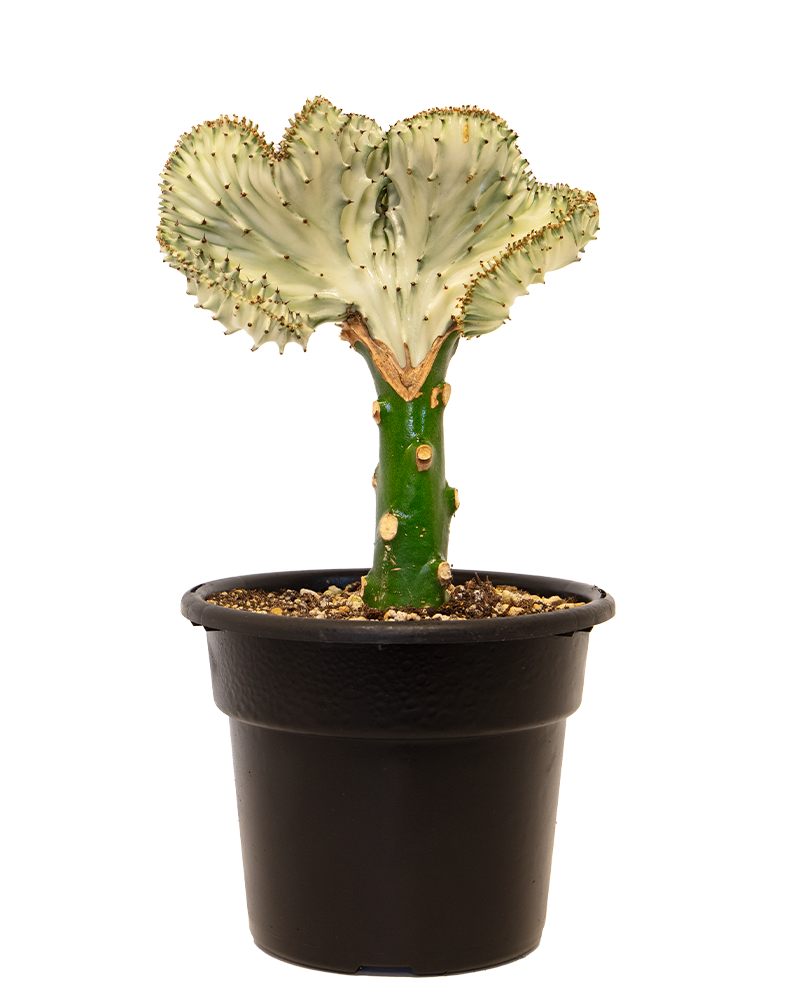 Euphorbia (Crested) 6"