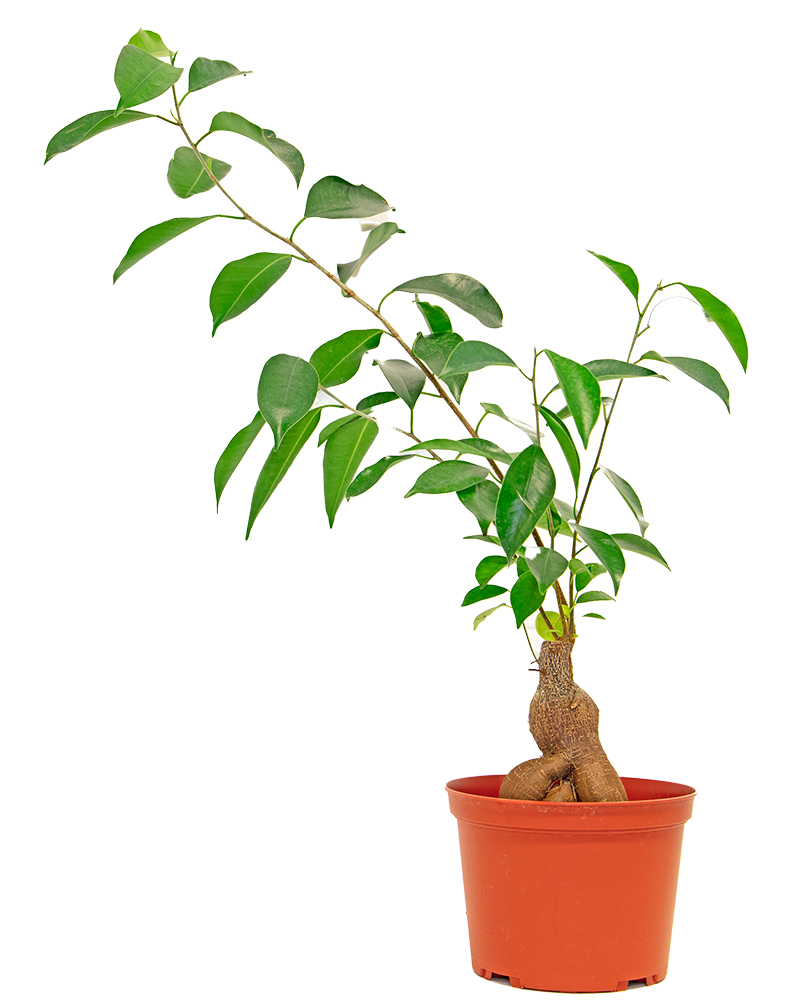 Ficus Ginseng 6"