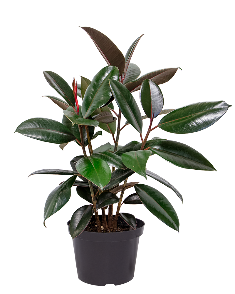 Ficus Cabernet 8"