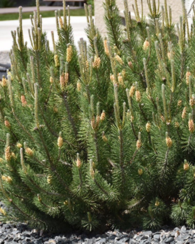 Dwarf Mugo Pine<br><i>Pinus mugo var. pumilio</br></i>