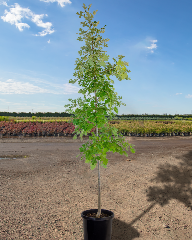 Bur Oak #15<br><i>Quercus macrocarpa</br></i>