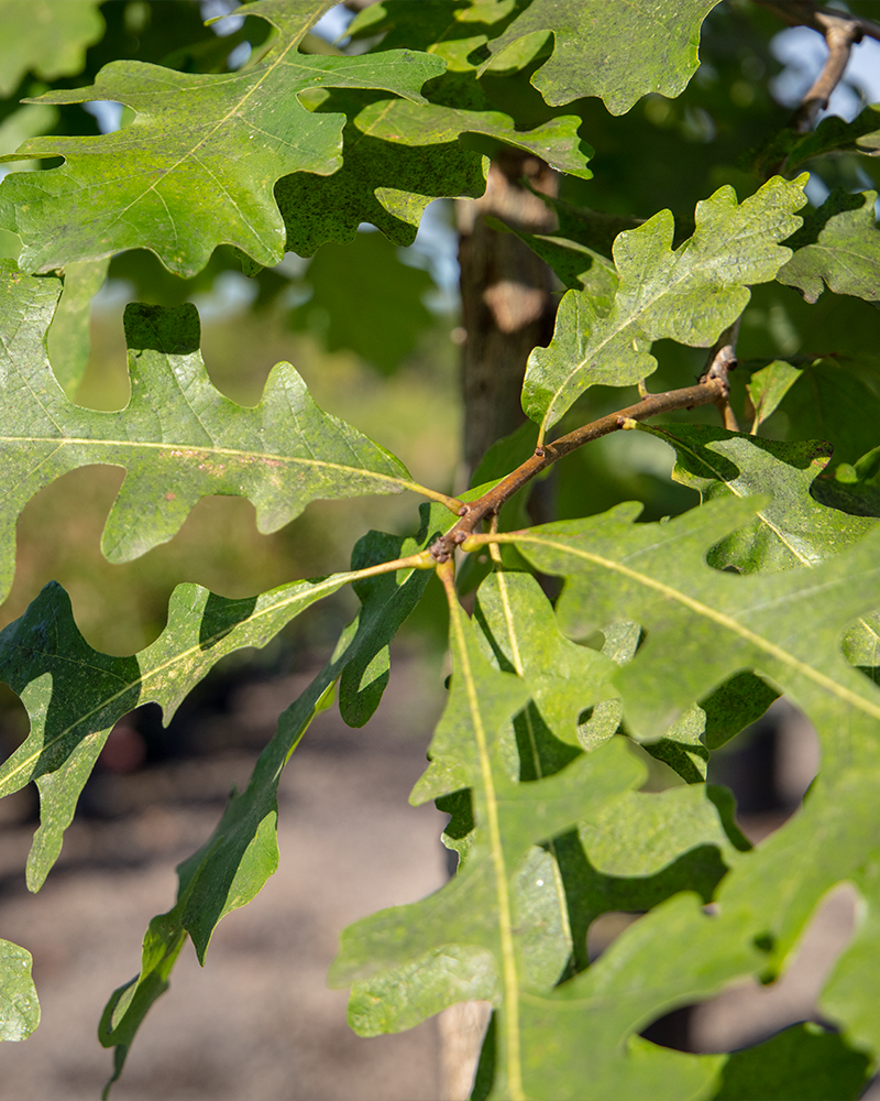Bur Oak #15<br><i>Quercus macrocarpa</br></i>