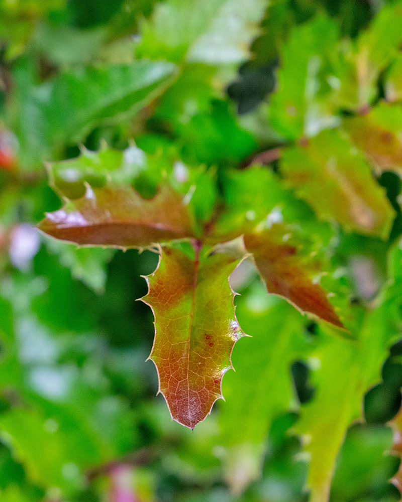 Oregon Grape #5<br><i>Mahonia aquifolium</br></i>