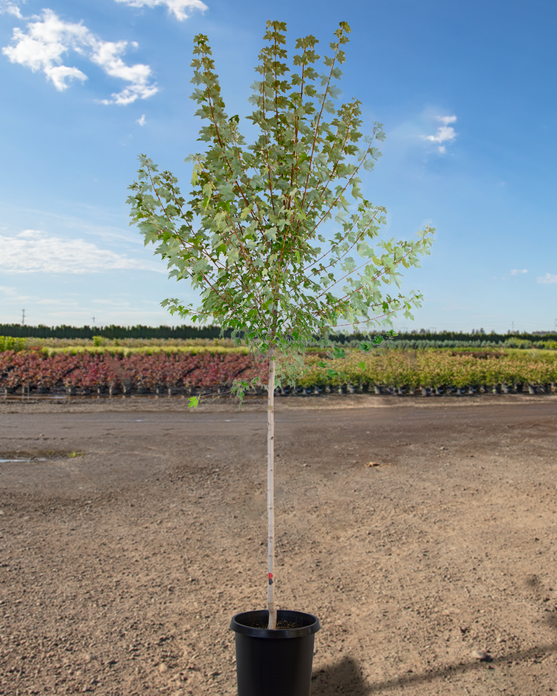 Burgundy Belle Red Maple #15<br><i>Acer rubrum Magnificent Magenta</br></i>