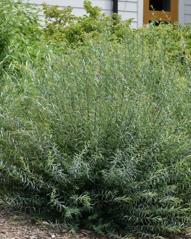 Dwarf Arctic Willow #5<br><i>Salix purpurea Nana</br></i>