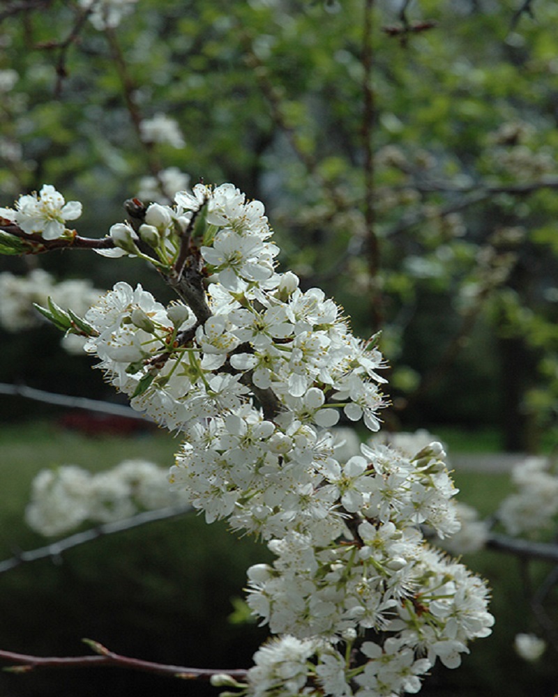 Greengage Plum #7<br><i>Prunus Greengage</br></i>