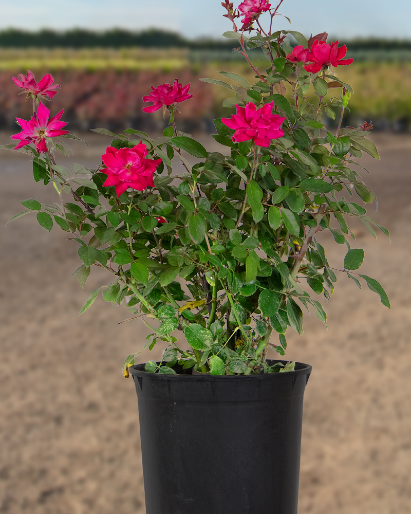 Double Knock Out® Rose #2<br><i>Rosa Radtko</br></i>