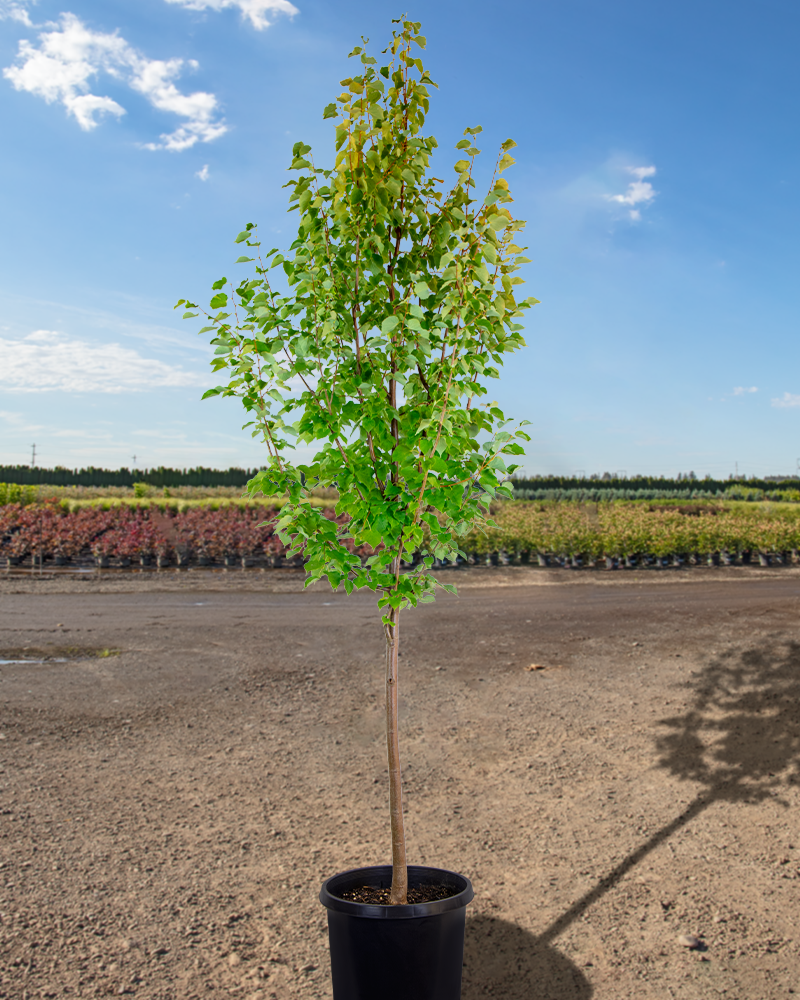 Tilia cordata (Littleleaf Linden)