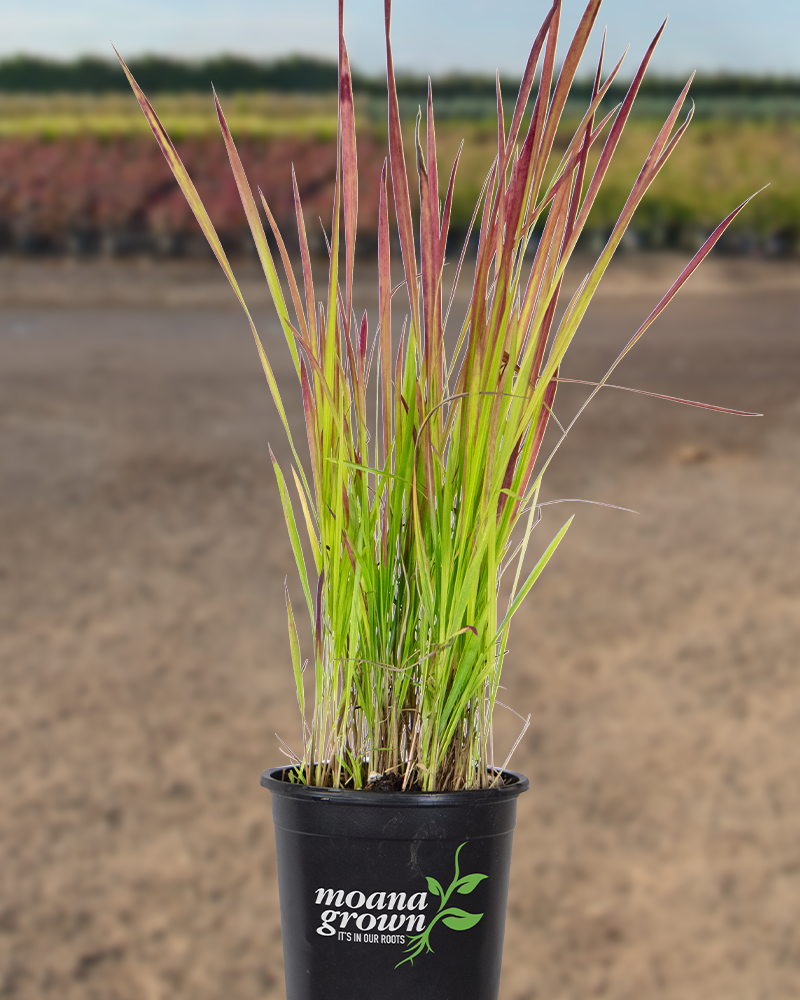 Japanese Blood Grass Imperata cylindrica Ornamental Grasses