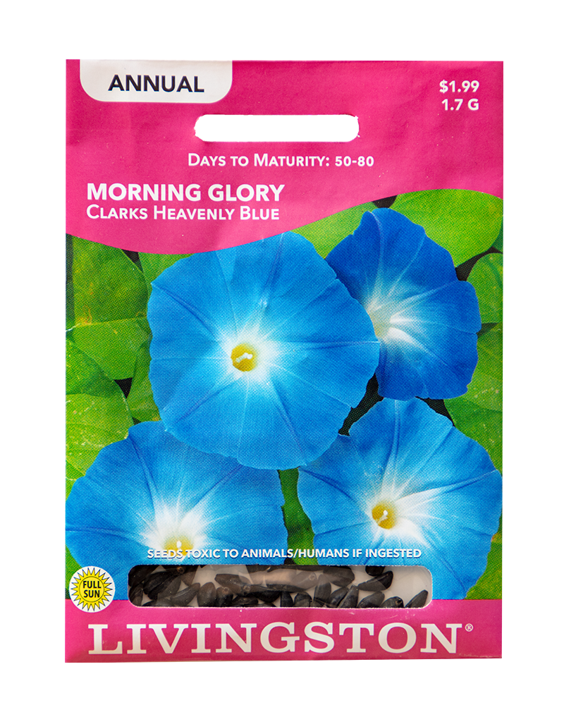 morning glory seeds heavenly blue trip