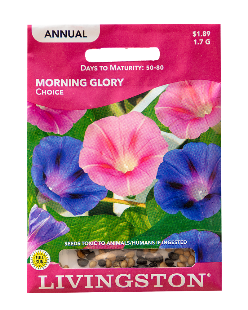 Morning Glory Choice Seeds