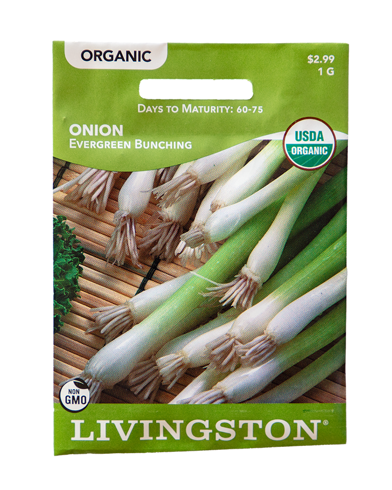 Onion Evergreen Bunching Organic Seeds