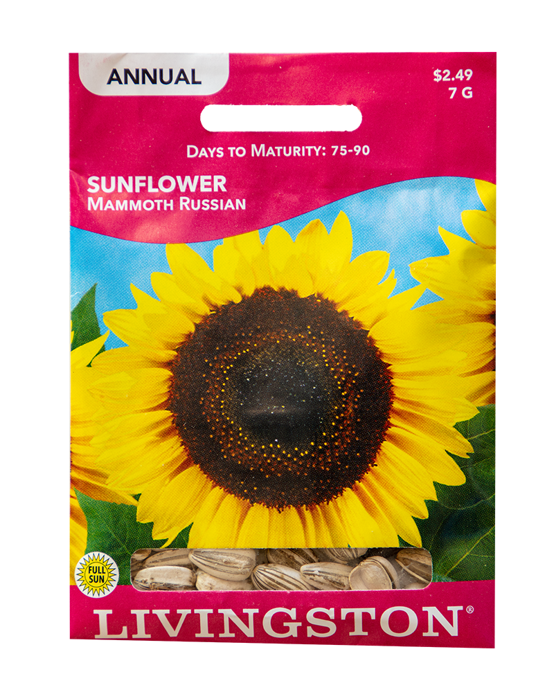 Departments Sunflower Mammoth Russian Seeds