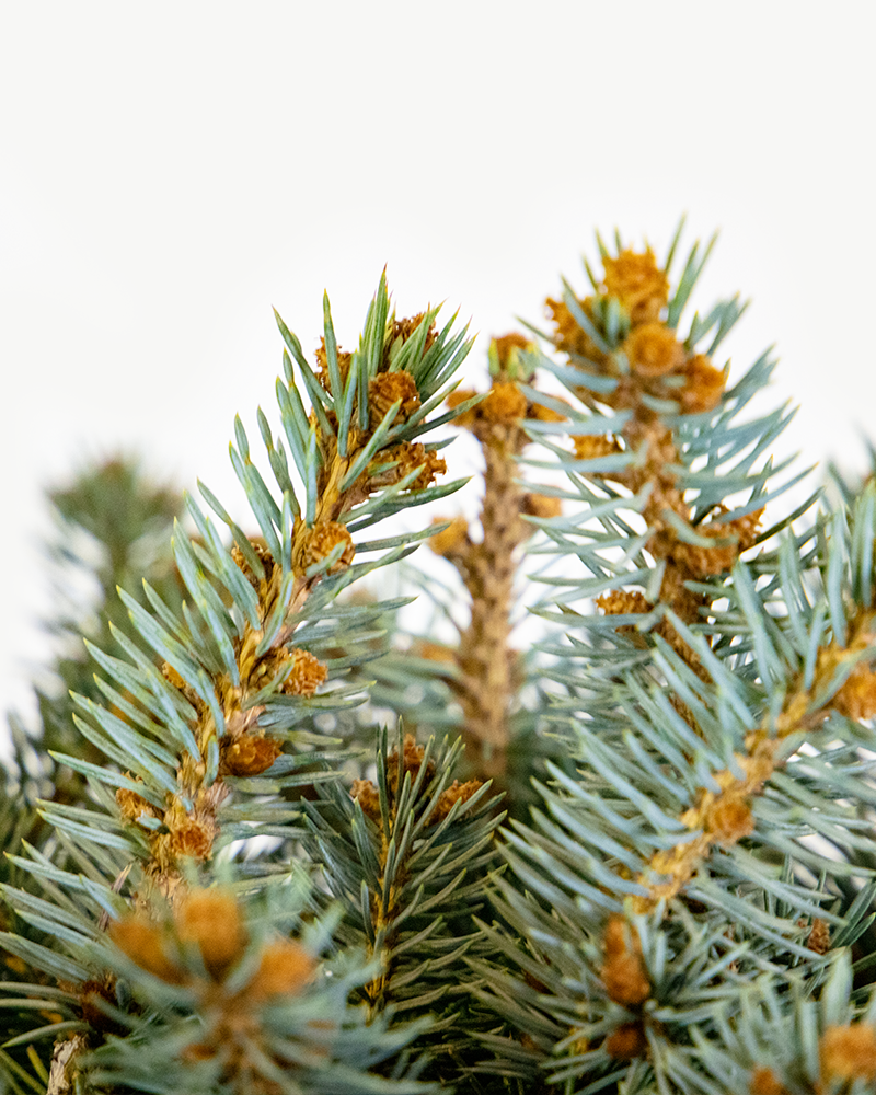 Globe Blue Spruce #5<br><i>Picea pungens \'Globosa\'</br></i>