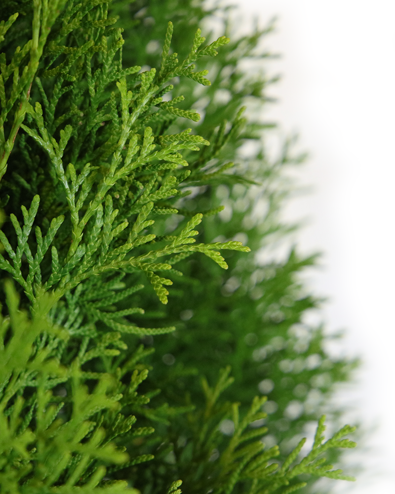 Emerald Green Arborvitae #5<br><i>Thuja occidentalis Smaragd</br></i>