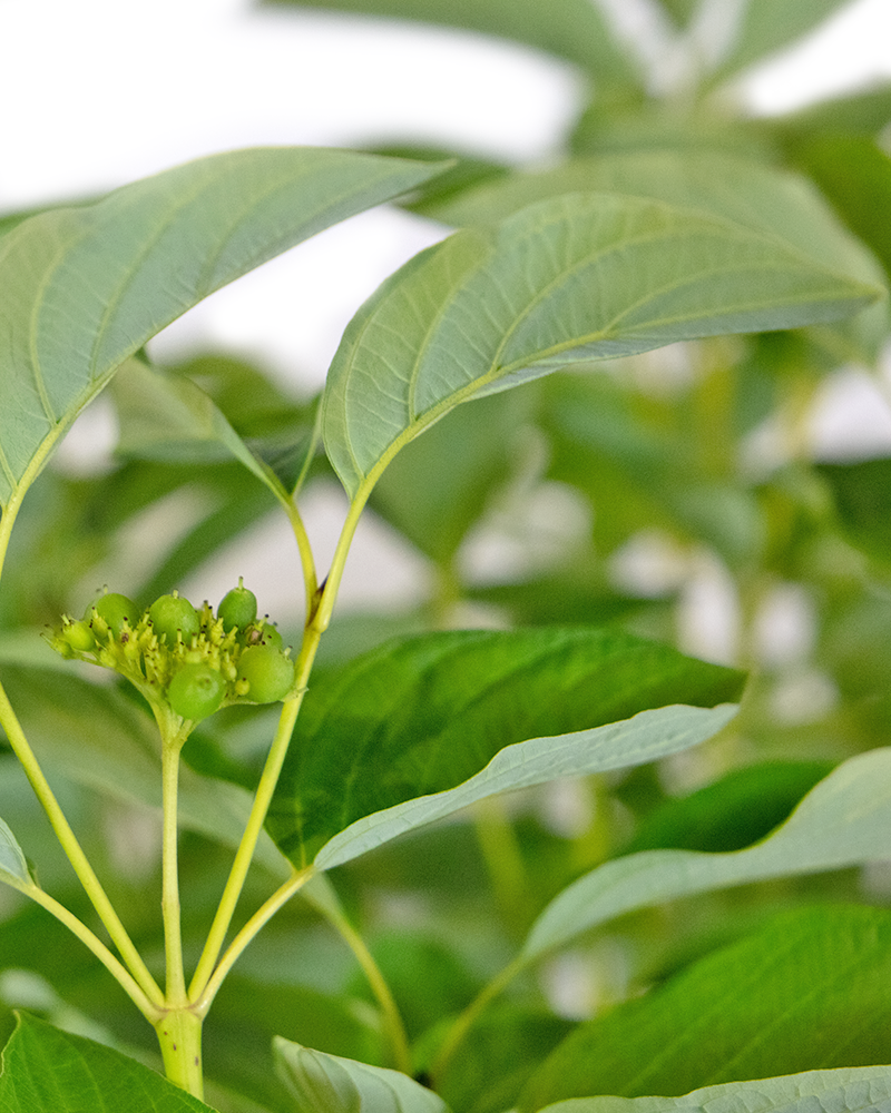 Yellow Twig Dogwood #5<br><i>Cornus sanguinea Viridissima</br></i>