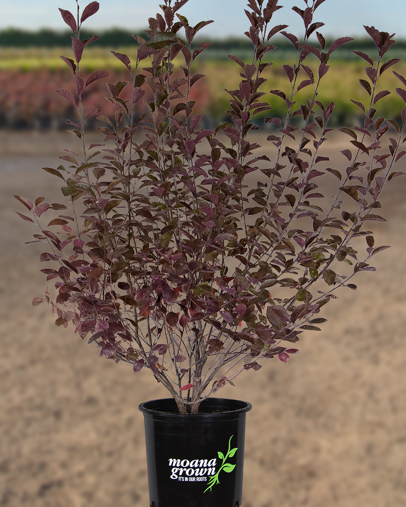 Purpleleaf Sandcherry #5<br><i>Prunus x cistena</br></i>