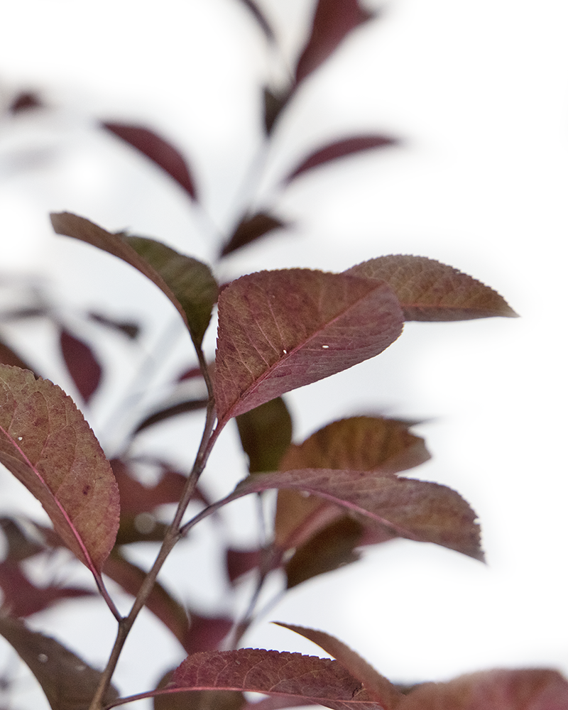 Purpleleaf Sandcherry #5<br><i>Prunus x cistena</br></i>