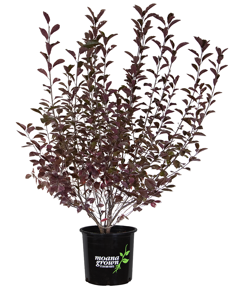 Purpleleaf Sandcherry #5<br><i>Prunus x cistena</br></i>