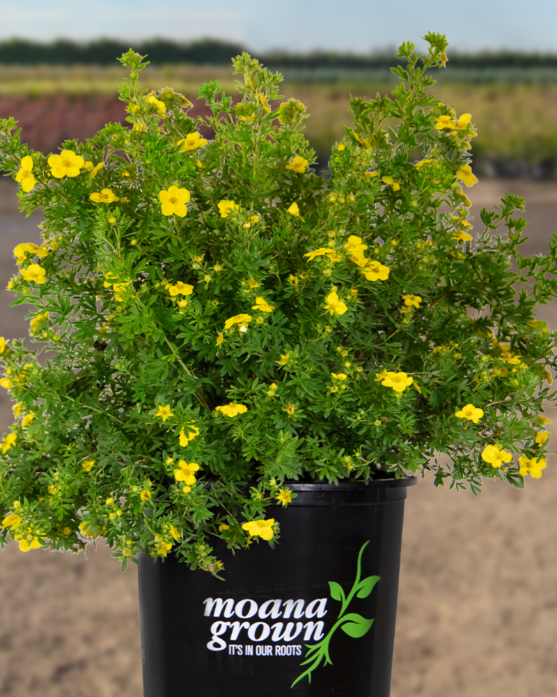 Goldfinger Potentilla #5<br><i>Potentilla fruticosa Goldfinger</br></i>