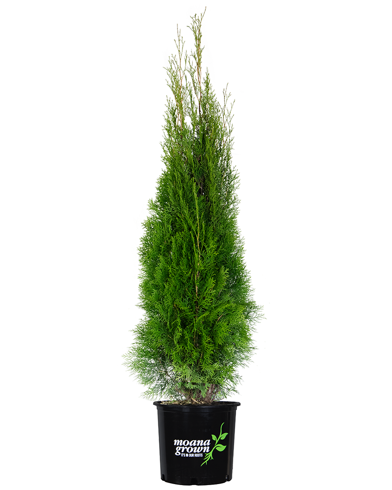 Emerald Green Arborvitae #5<br><i>Thuja occidentalis Smaragd</br></i>