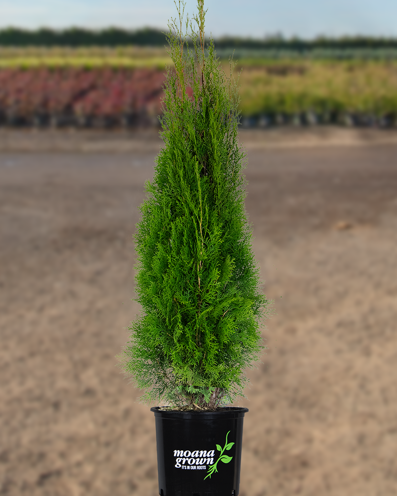 Emerald Green Arborvitae (Thuja occidentalis 'Smaragd')