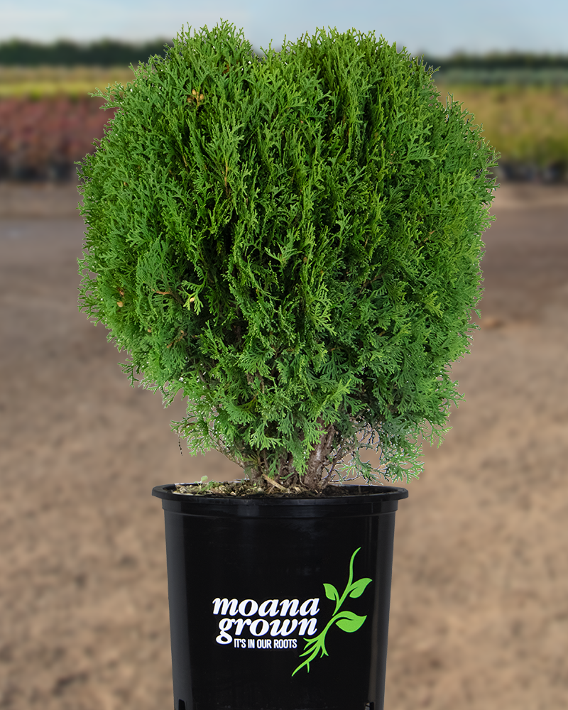 Tom Thumb White Cedar #3<br><i>Thuja occidentalis Tom Thumb</br></i>