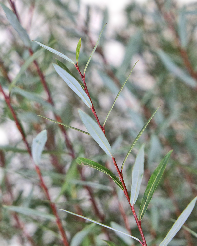 Dwarf Arctic Willow #5<br><i>Salix purpurea Nana</br></i>