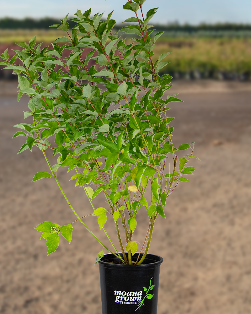 Bailey\'s Red Twig Dogwood #5<br><i>Cornus sericea Baileyi</br></i>