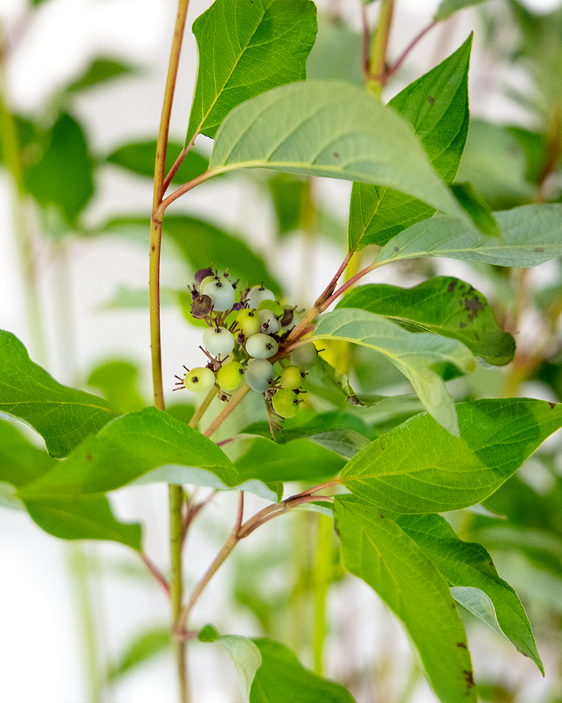 Bailey\'s Red Twig Dogwood #5<br><i>Cornus sericea Baileyi</br></i>