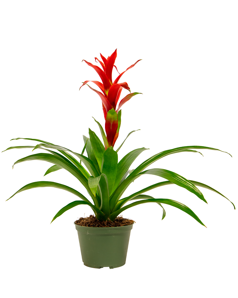 Bromeliad Guzmania 6"