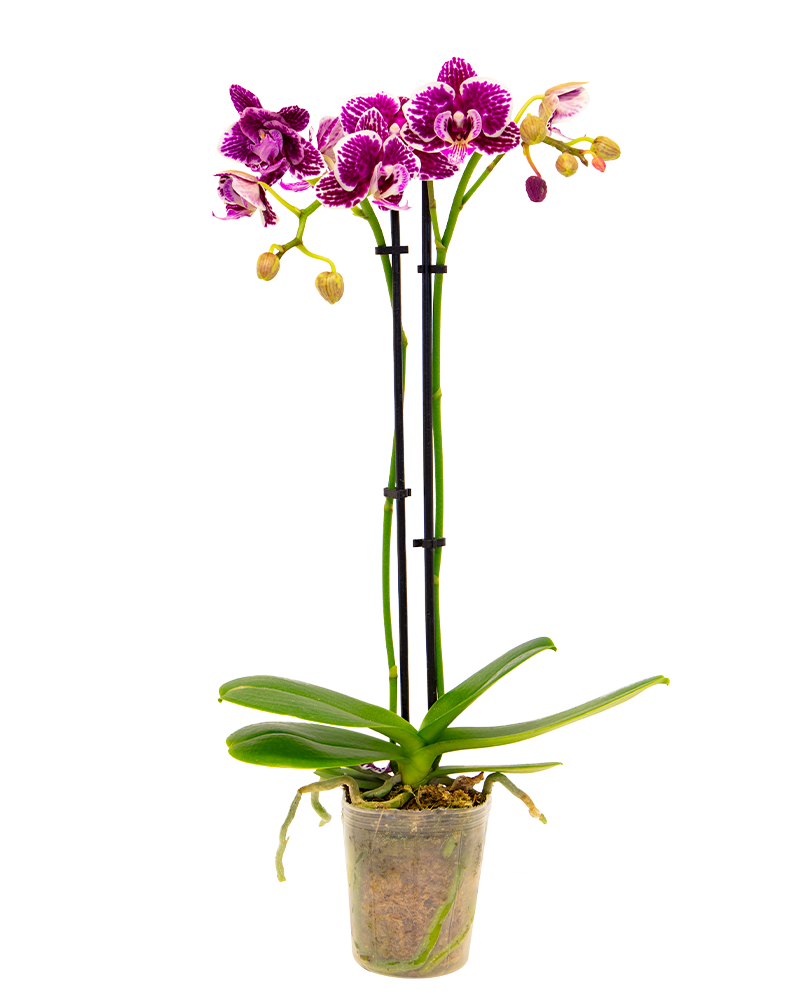 Orchid Phalaenopsis 3"