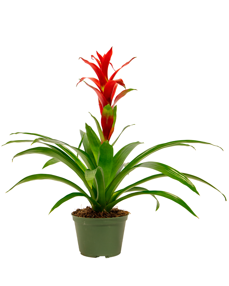 Bromeliad Guzmania 4"