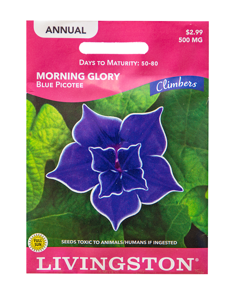 Morning Glory Blue Picotee Seeds