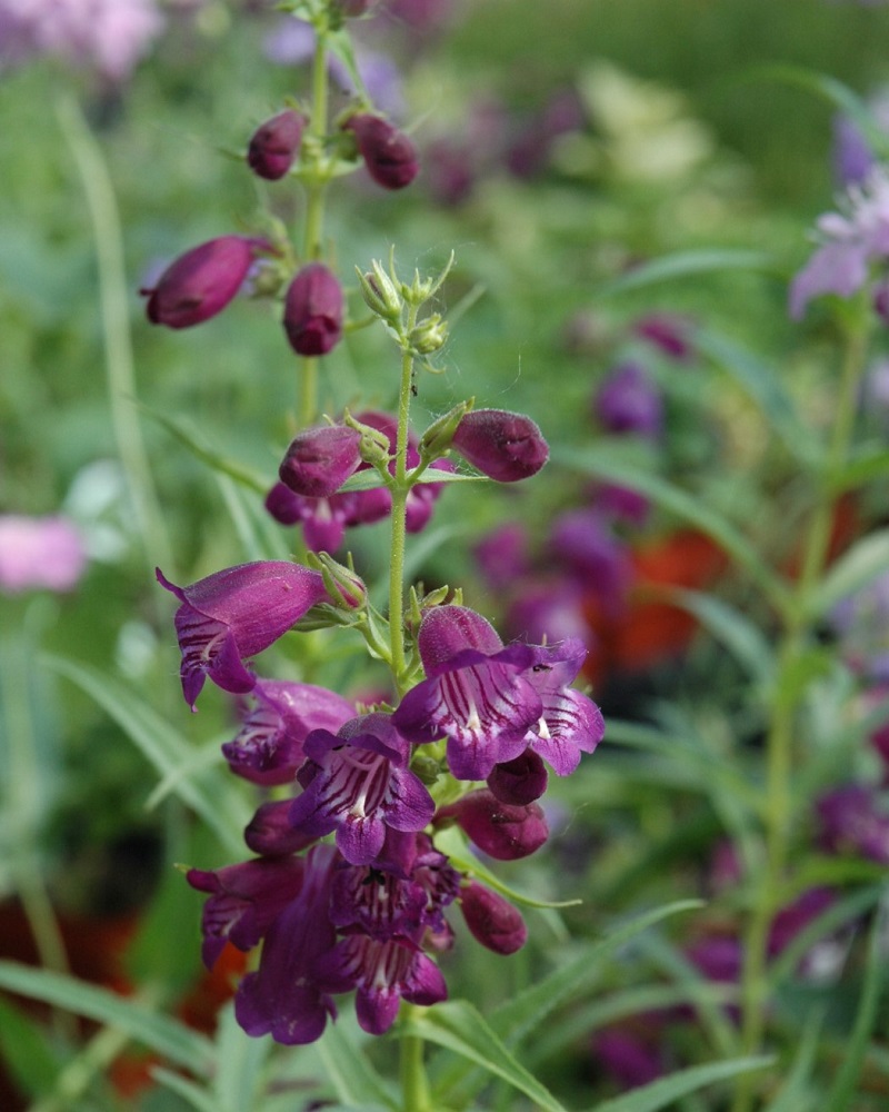 Pikes Peak Purple Beard Tongue #1<br><i>Penstemon x mexicali Pikes Peak Purple</br></i>