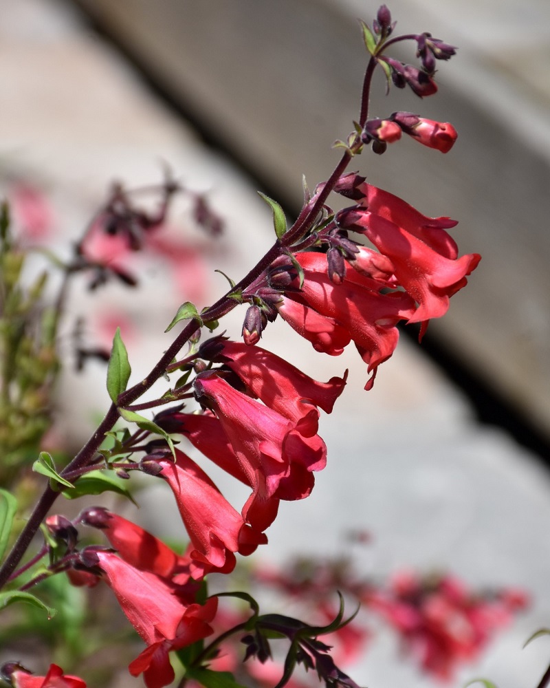 Cherry Sparks Beard Tongue #1<br><i>Penstemon 'Cherry Sparks'</br></i>