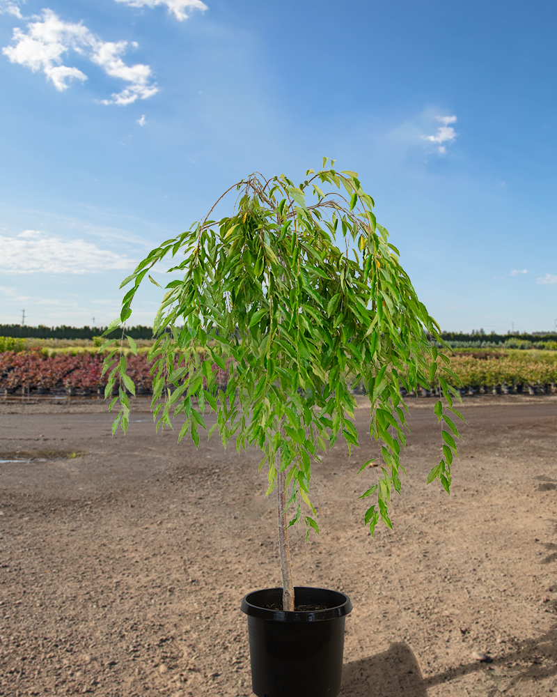 Double Pink Weeping Higan Cherry Prunus Subhirtella Pendula Plena Rosea Shade Trees