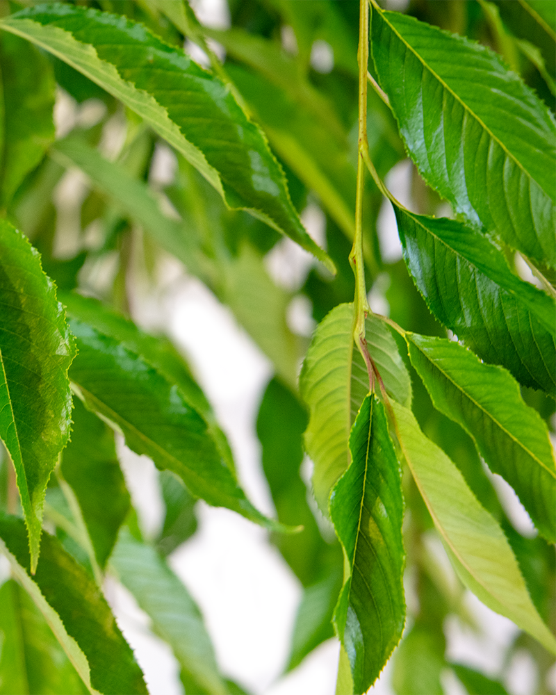 Double Pink Weeping Higan Cherry #15<br><i>Prunus subhirtella \'Pendula Plena Rosea\'</br></i>