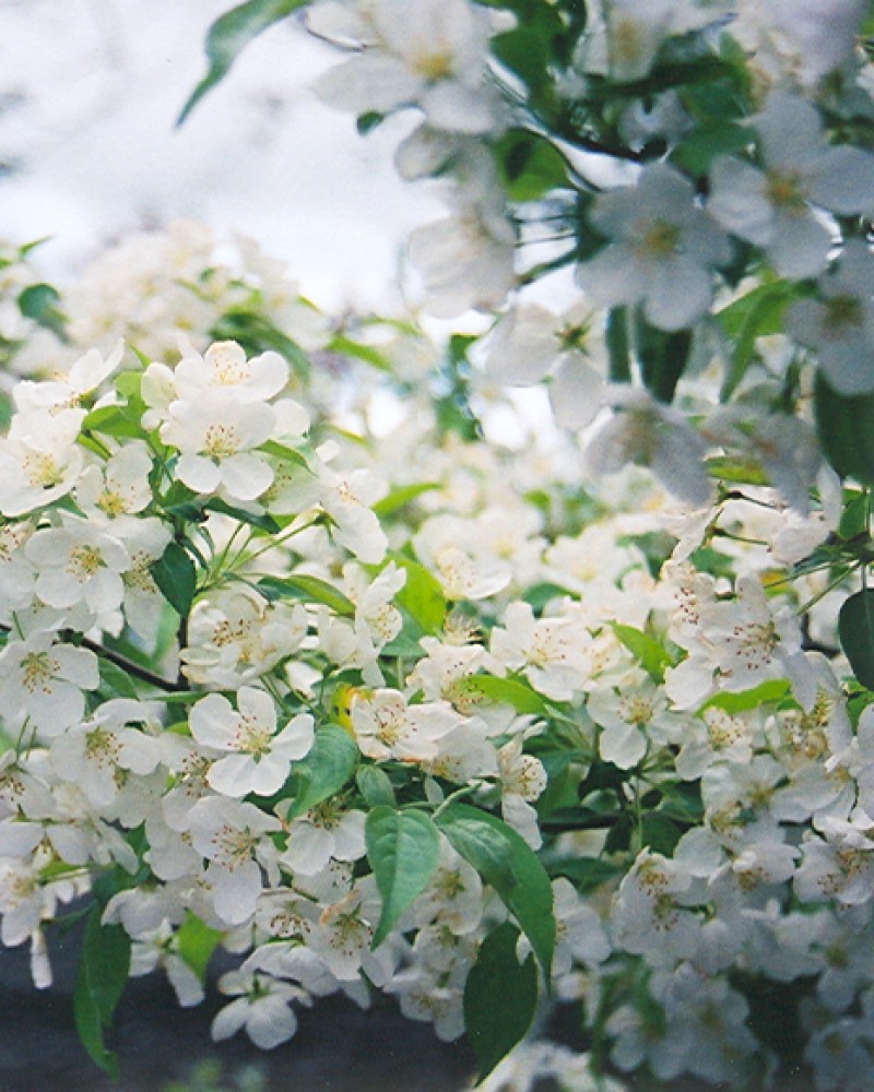 Snowdrift Flowering Crabapple #15<br><i>Malus Snowdrift</br></i>