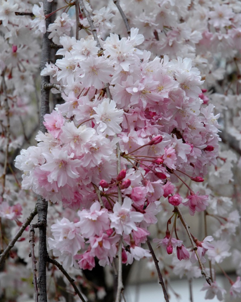 Double Pink Weeping Higan Cherry #15<br><i>Prunus subhirtella \'Pendula Plena Rosea\'</br></i>