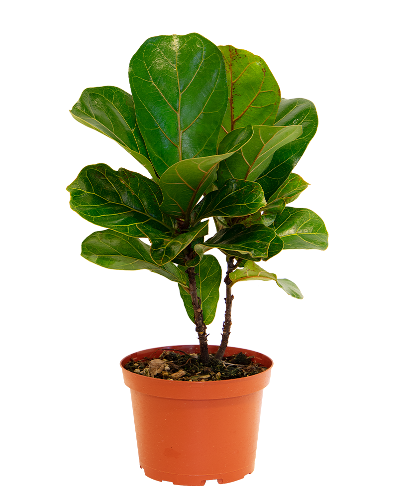 Ficus Lyrata Bambino 6"