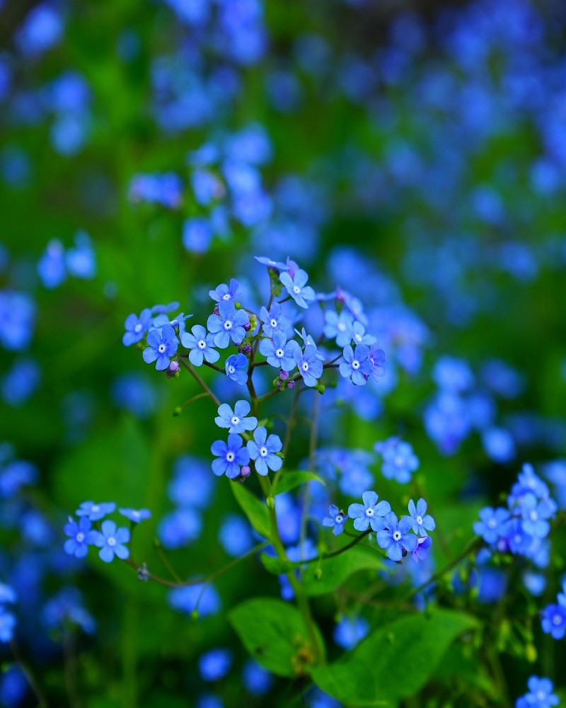 Ultramarine Forget-Me-Not #1<br><i>Myosotis alpestris Ultramarine</br></i>