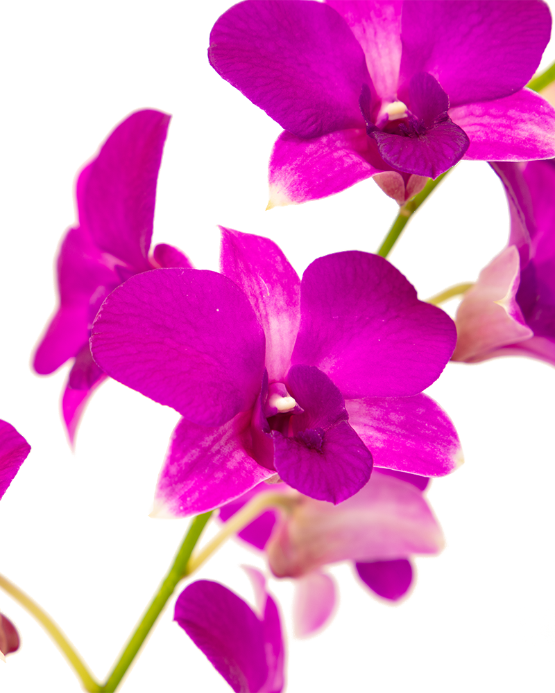 Orchid Dendrobium 4\"