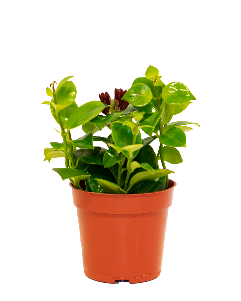Lipstick Plant Green 4"