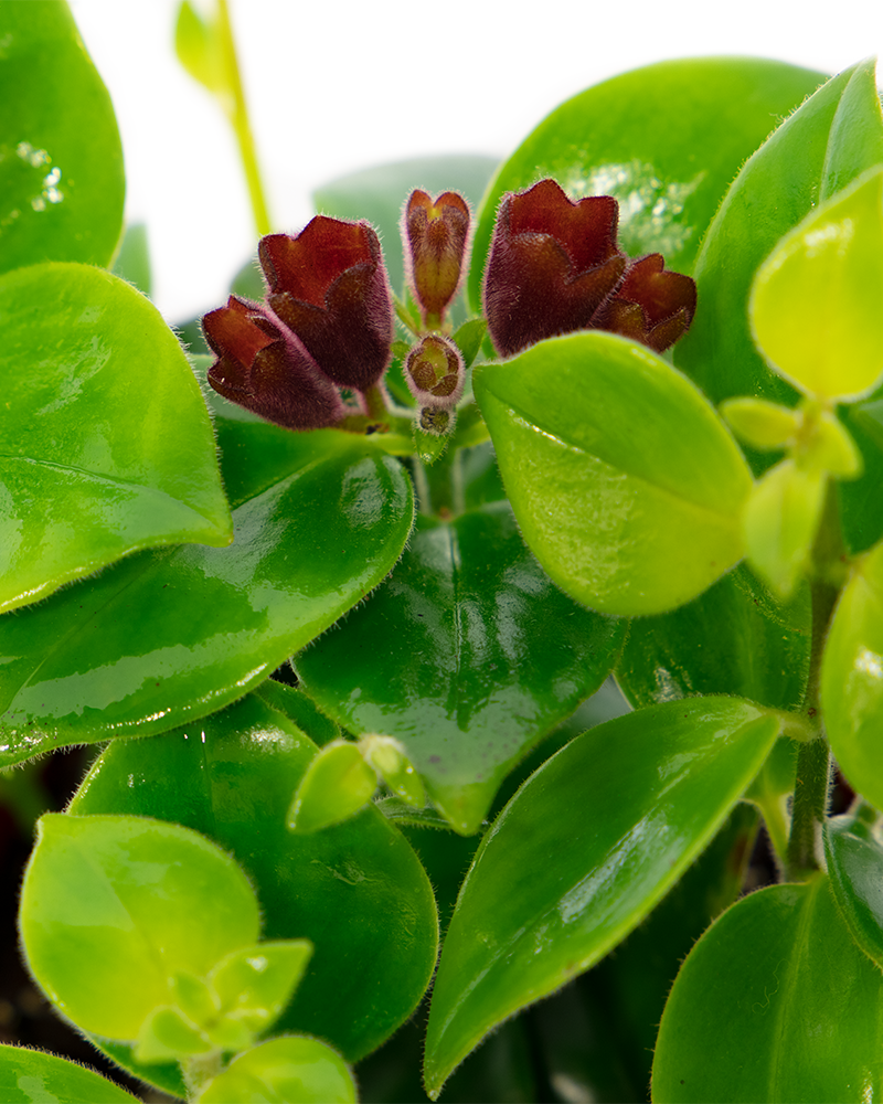 Lipstick Plant Green 4\"